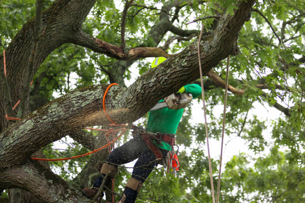 Best Storm Damage Tree Cleanup  in Fort Campbell North, KY