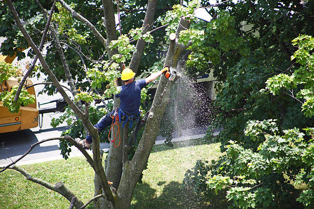 Best Tree Maintenance Programs  in Fort Campbell North, KY